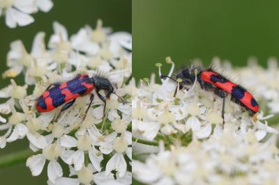 Trichodes alvearius