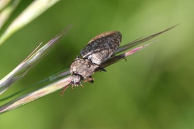 Agrypnus murinus