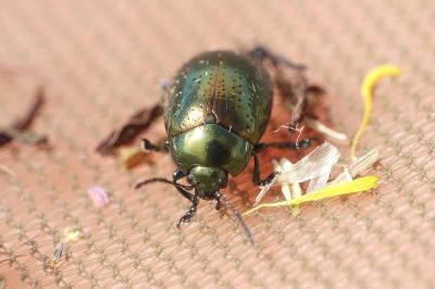Chrysolina hyperici