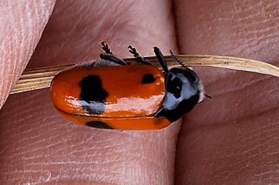 Clytra laeviuscula