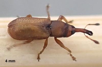Magdalis rufa