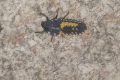 Harmonia axyridis