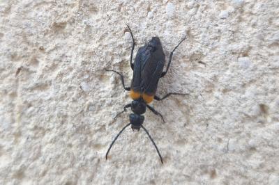 Sitaris muralis