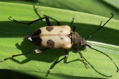 Pachytodes cerambyciformis