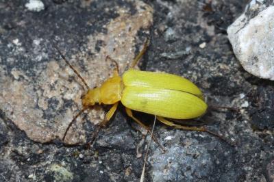 Cteniopus sulphureus