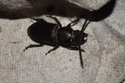 Spondylis buprestoides