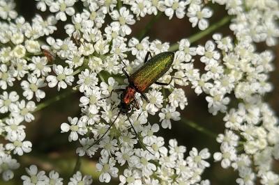 Chrysanthia viridissima