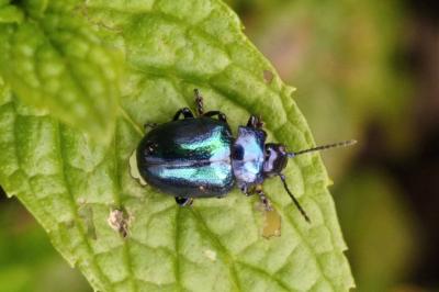 Chrysolina coerulans