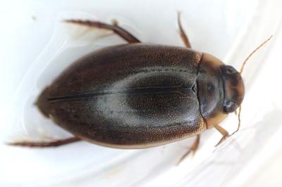 Rhantus suturalis