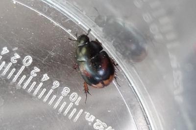 Sphaeridium scarabaeoides