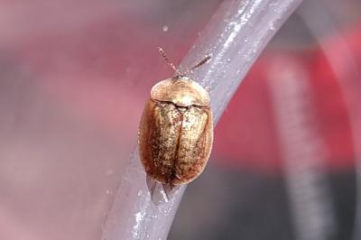Hypocassida subferruginea