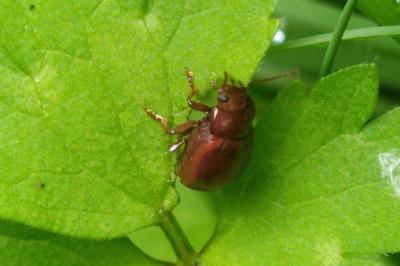 Chrysolina staphylaea