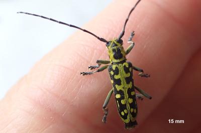 Saperda scalaris