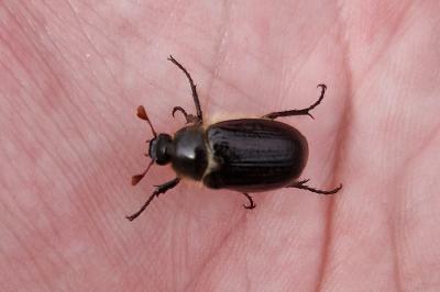 Amphimallon atrum