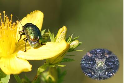 Cryptocephalus aureolus