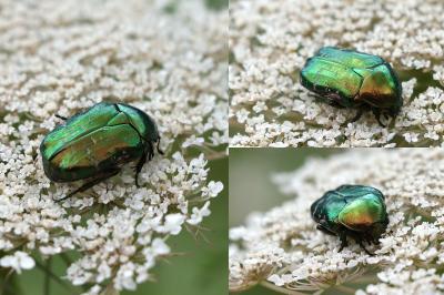 Cetonia aurata