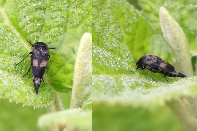 Variimorda villosa