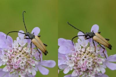 Stictoleptura rubra
