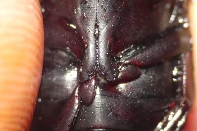 Dytiscus semisulcatus