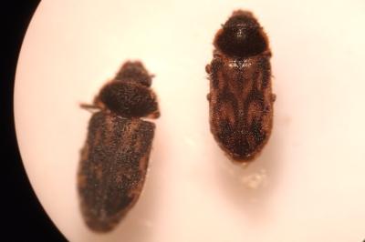 Heterocerus fenestratus