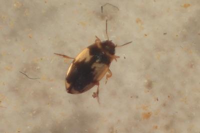 Hydroglyphus geminus