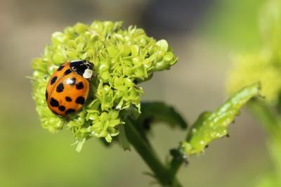 Harmonia axyridis