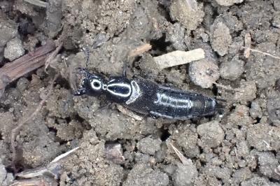Philonthus splendens