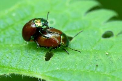 Chrysolina polita