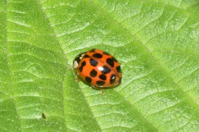Harmonia axyridis