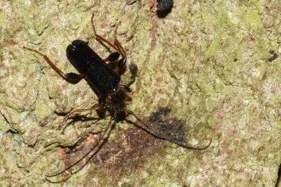 Phymatodes testaceus