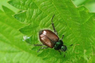 Phyllopertha horticola