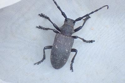 Lamia textor