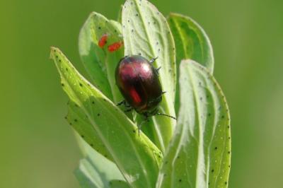 Chrysolina varians