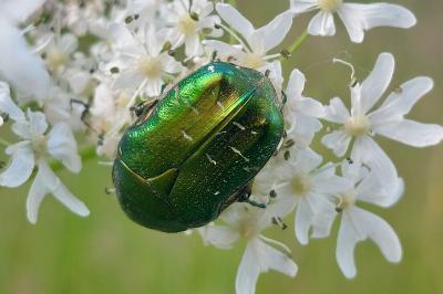 Cetonia aurata