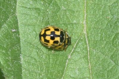 Propylea quatuordecimpunctata