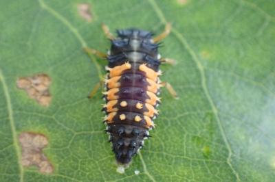 Harmonia axyridis