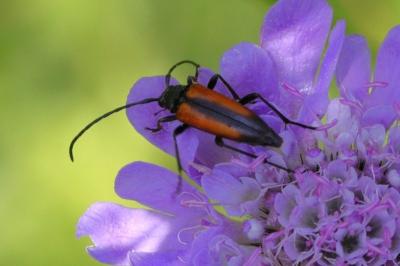 Stenurella melanura