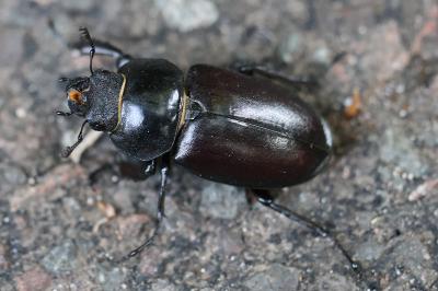 Lucanus cervus