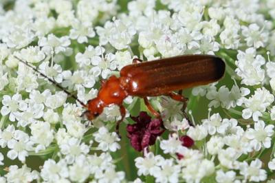 Rhagonycha fulva