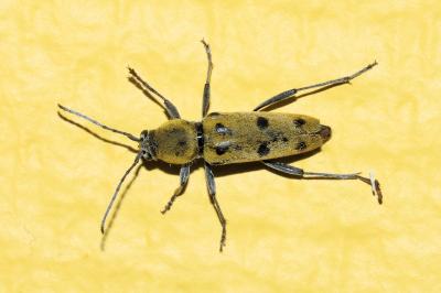 Chlorophorus glabromaculatus