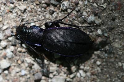 Carabus violaceus purpurascens