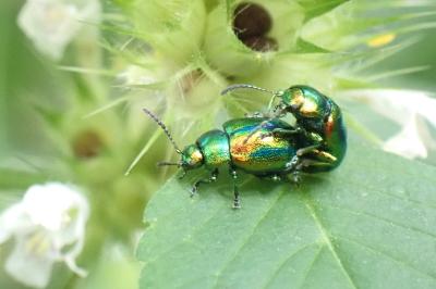 Chrysolina fastuosa