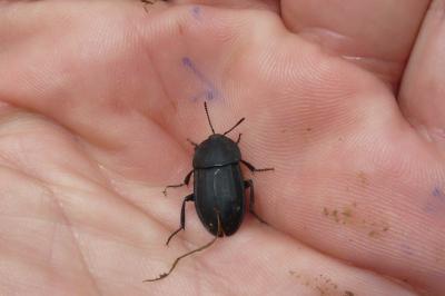 Silpha obscura