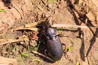 Pterostichus melanarius