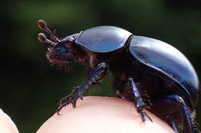 Trypocopris vernalis