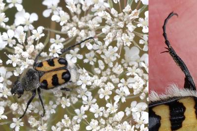 Trichius gallicus