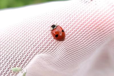 Adalia bipunctata