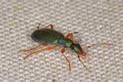 Drypta dentata