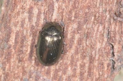 Phratora vitellinae