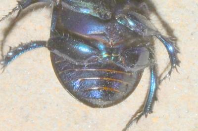 Geotrupes stercorarius